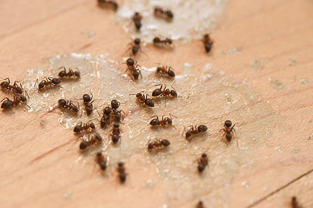 Reliable Dermott, AR Pest Control Solutions