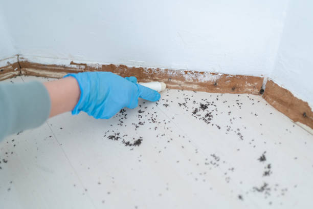 Best Flea Control Services  in Dermott, AR